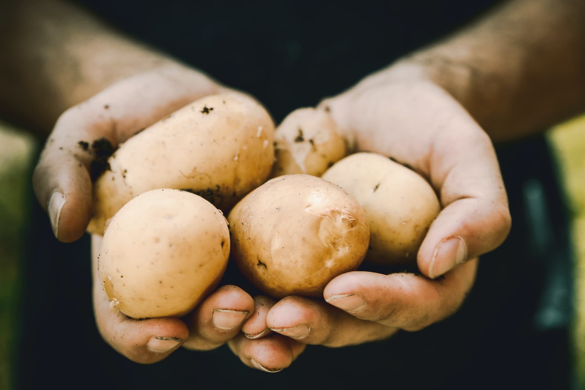 Nematology Awareness: Unearthing the Impact of Nematode Pests on African Crops