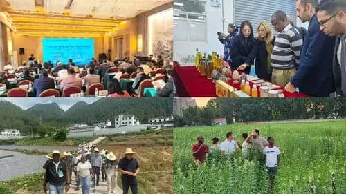China-Africa Scientists Join Forces to Unlock the Potential of Africa's Oil Crops Sector